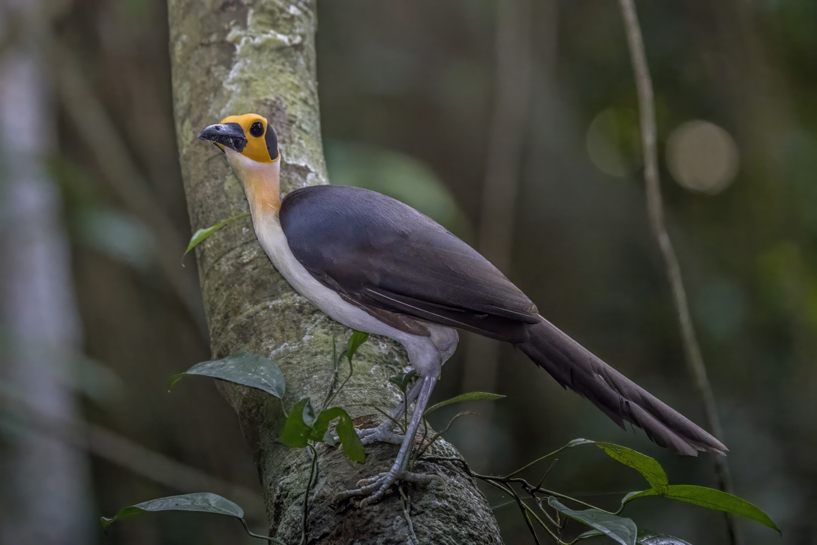 Bare-headed Rockfowl