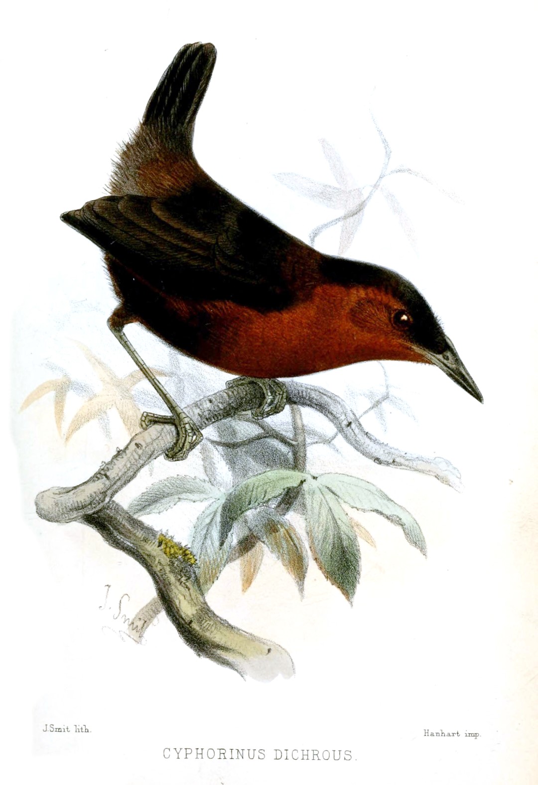 Bare-necked Umbrellabird