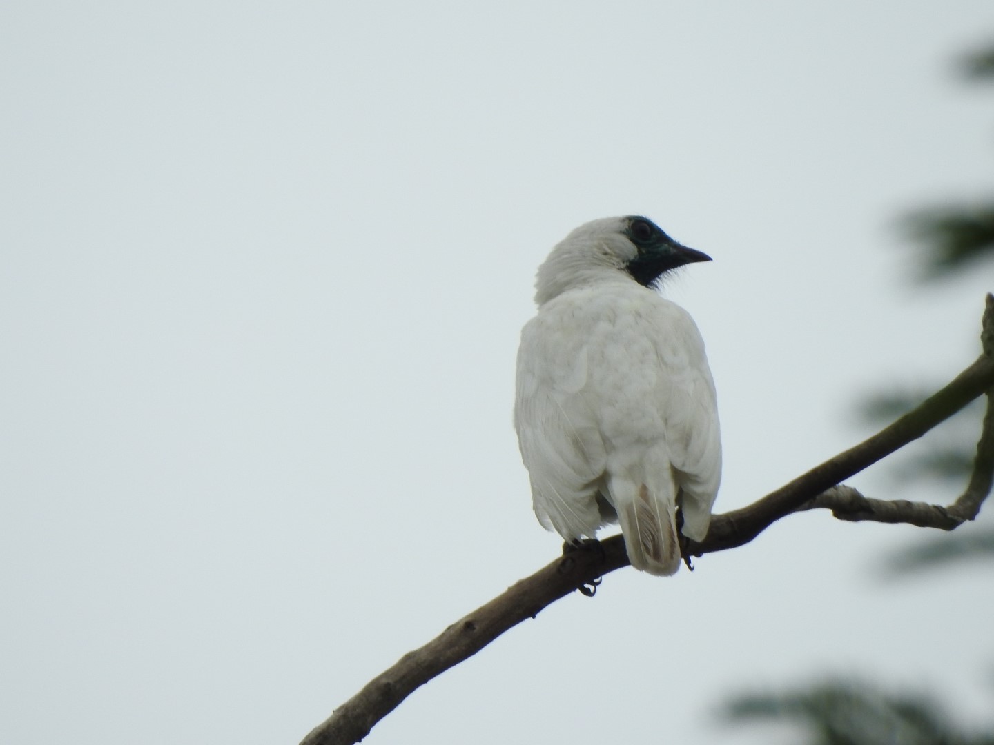 Bare-throated Bellbird