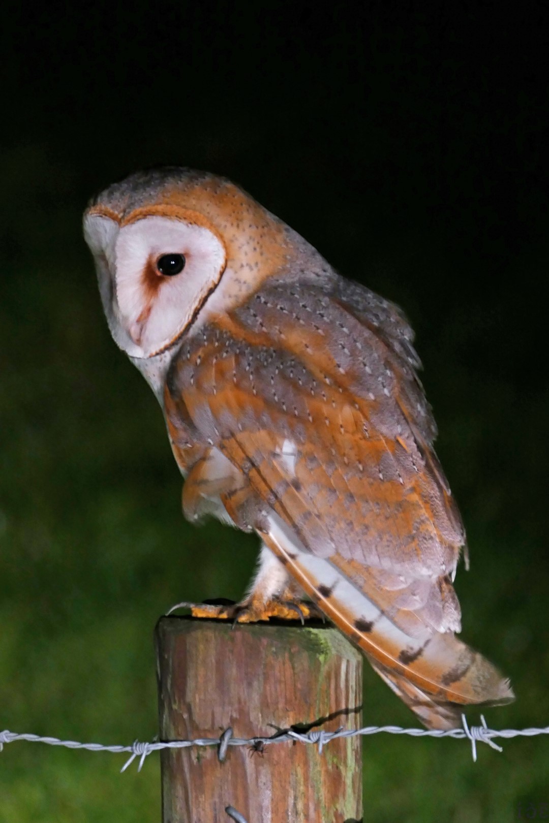 Barn Owl
