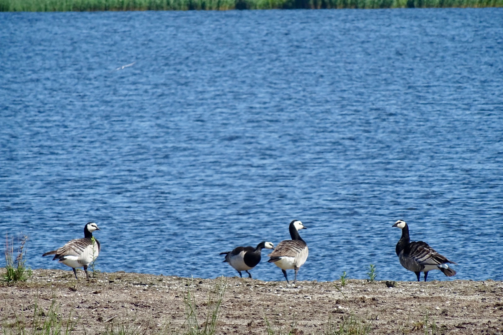 Barnacle Goose