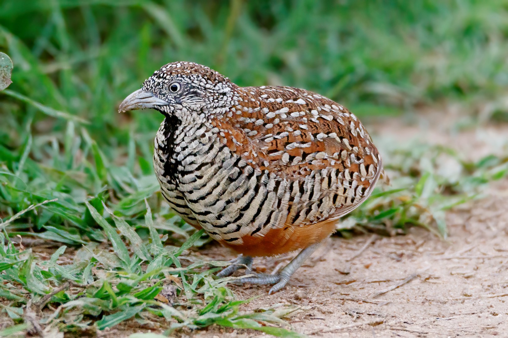 Barred Buttonquail