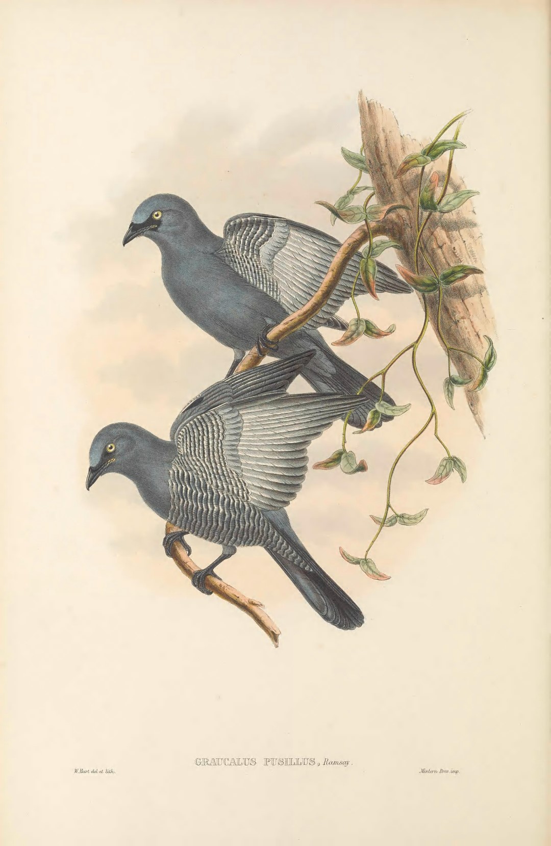Barred Cuckooshrike