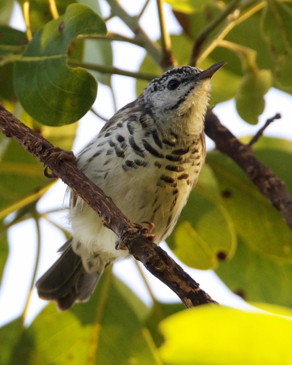 Barred Honeyeater