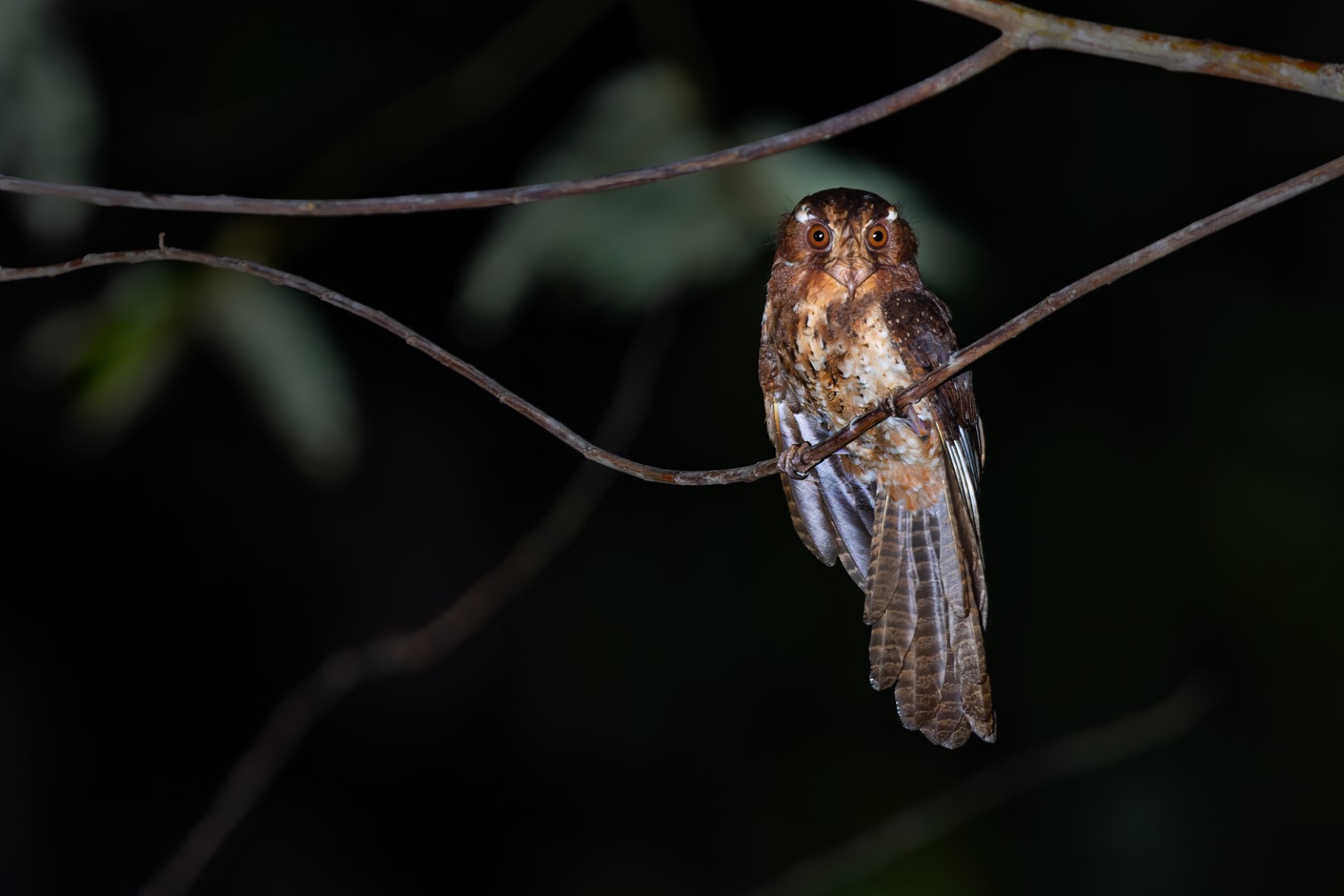 Barred Owlet-nightjar