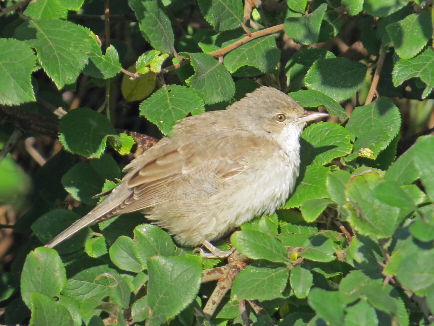 Barred Warbler