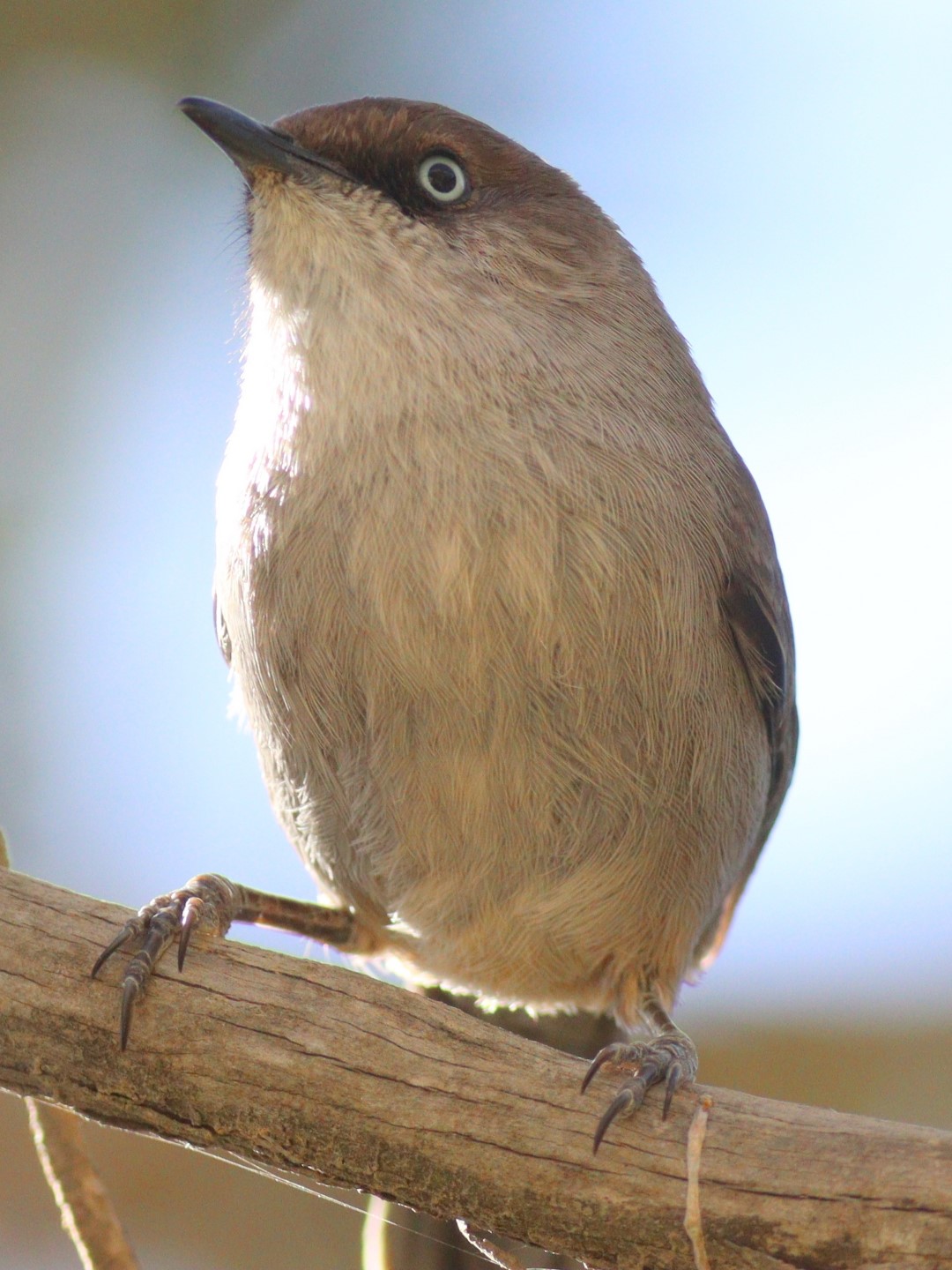 Barred Warbler
