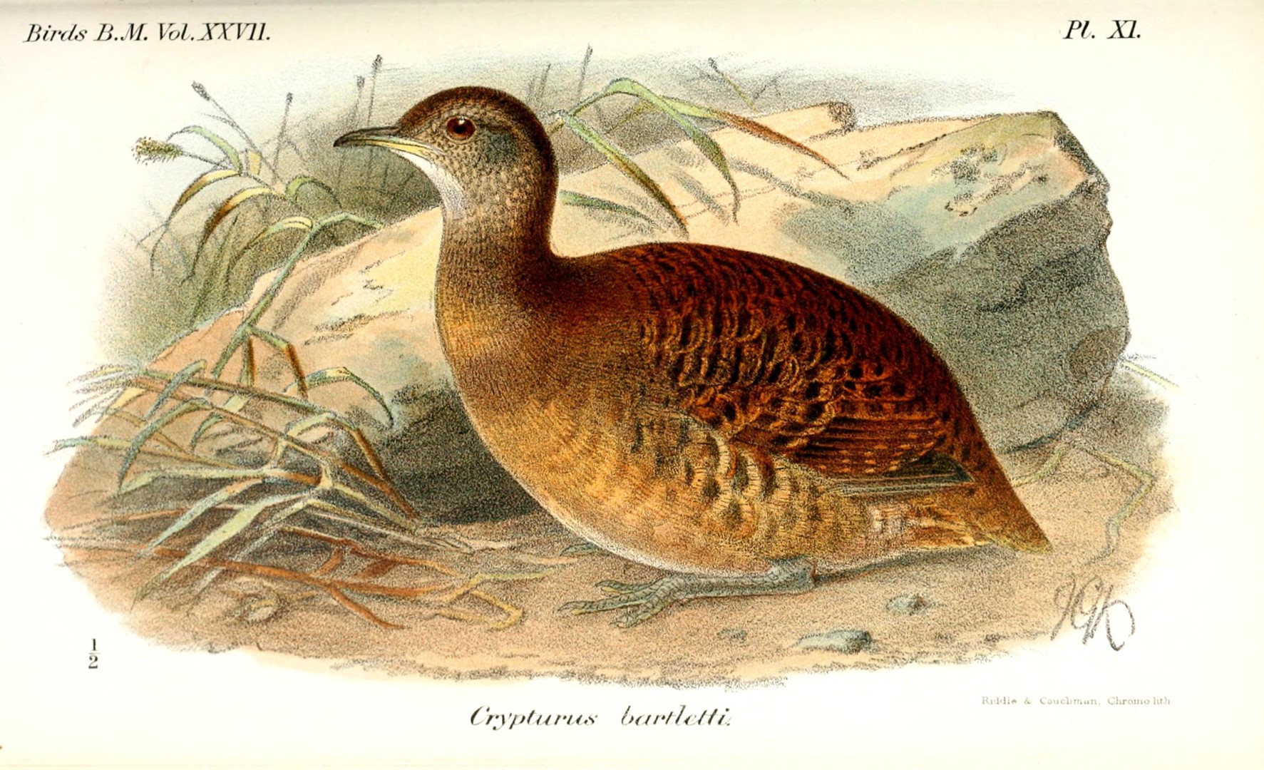 Bartlett's Tinamou