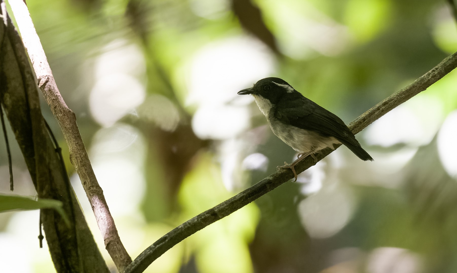 Basilan Paradise-Flycatcher