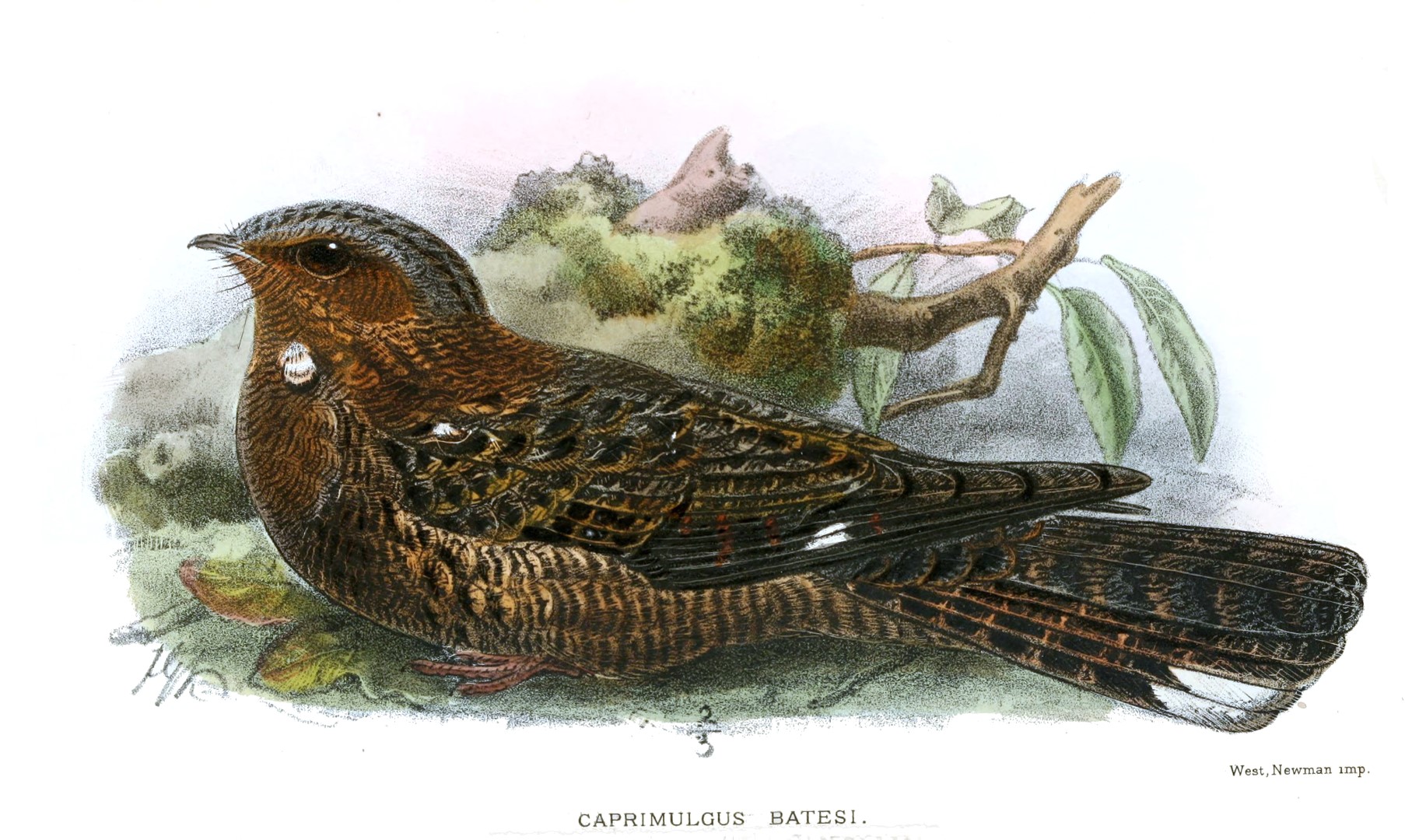 Bates's nightjar