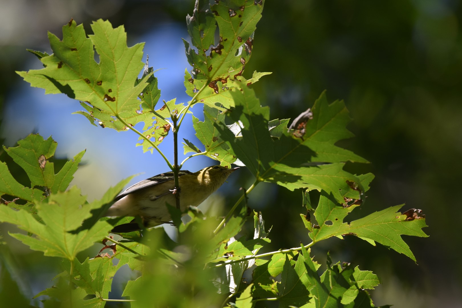 Bay-breasted Warbler