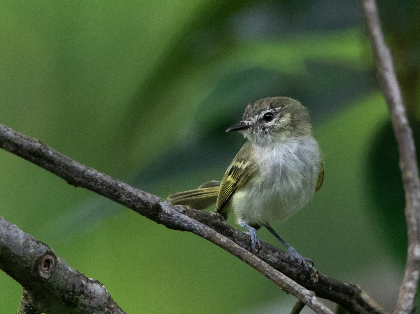 Bay-chested Warbling-Finch
