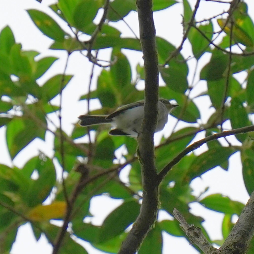 Bay-ringed Tyrannulet