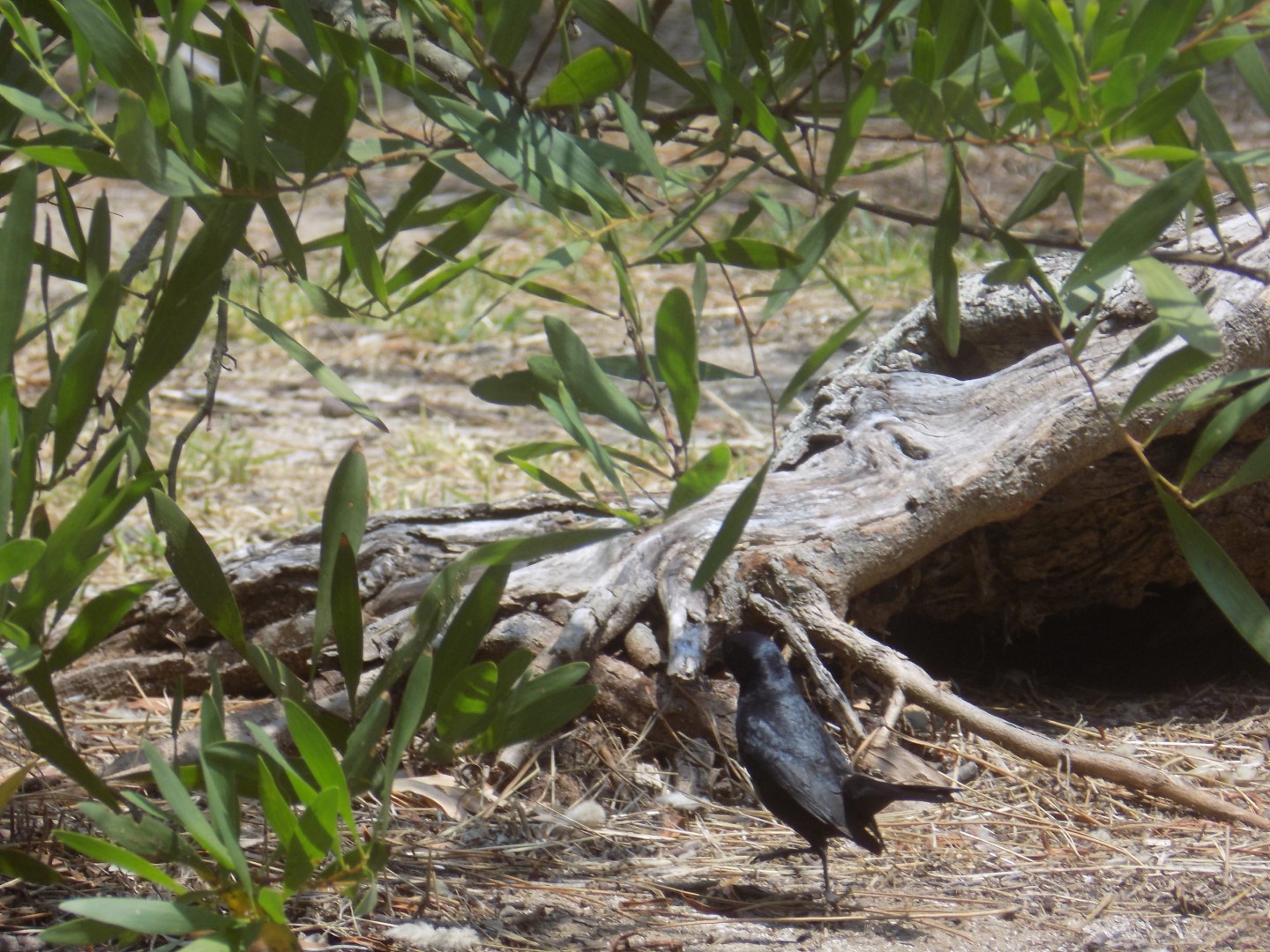 Bay-winged Cowbird