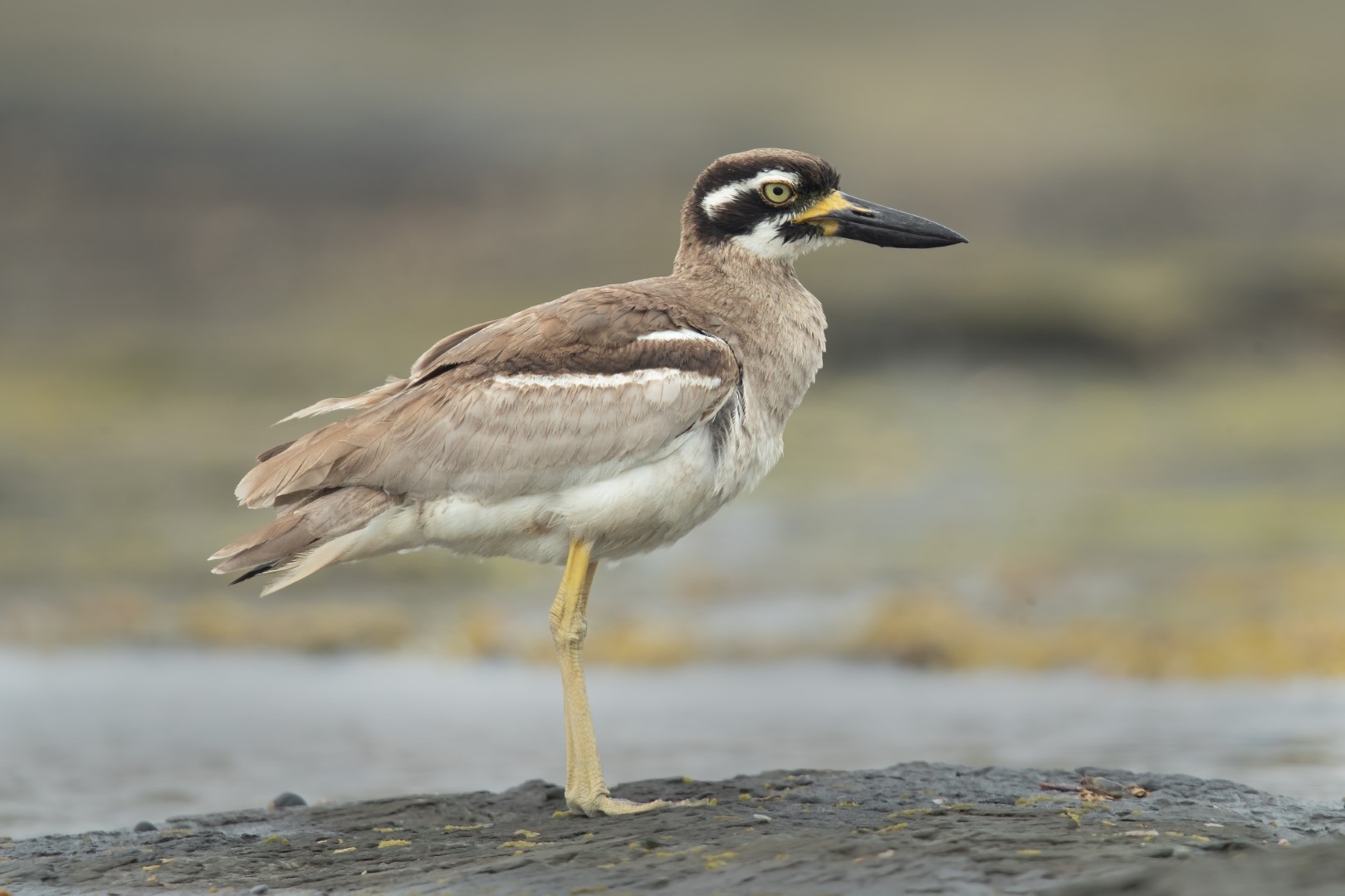 Beach Thick-knee