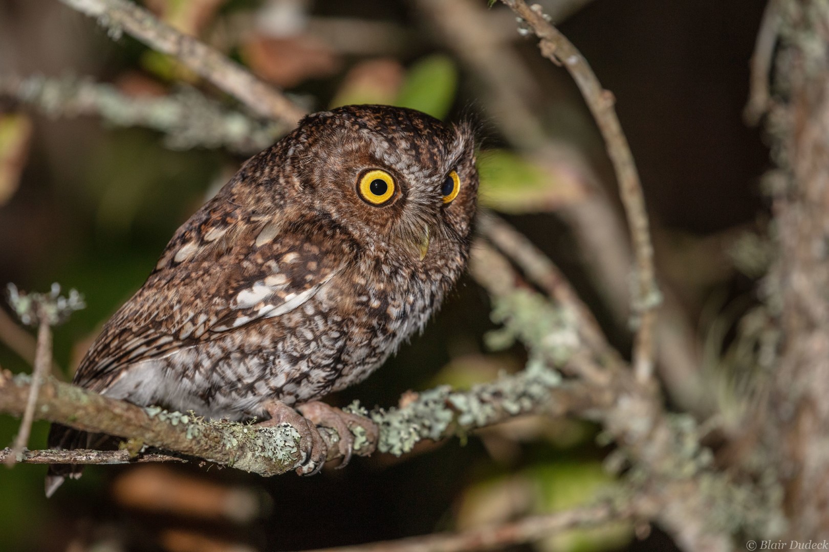 Bearded Screech Owl