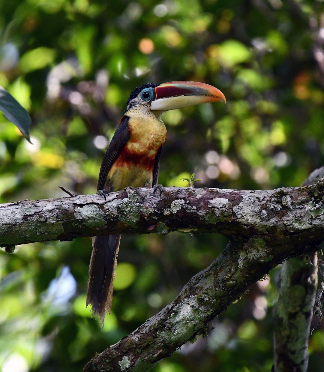Beauharnais's Toucan