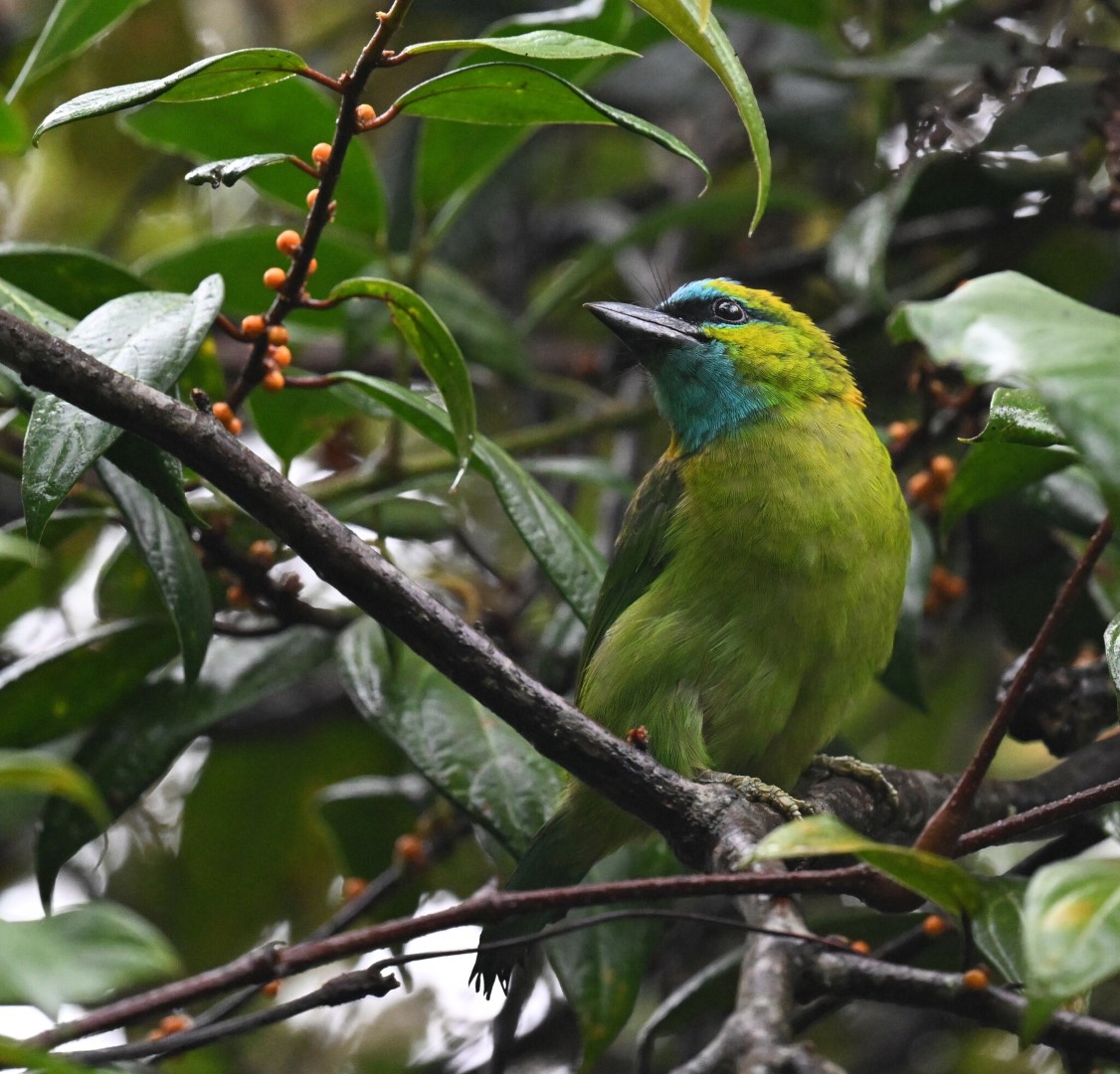 Beautiful Barbet