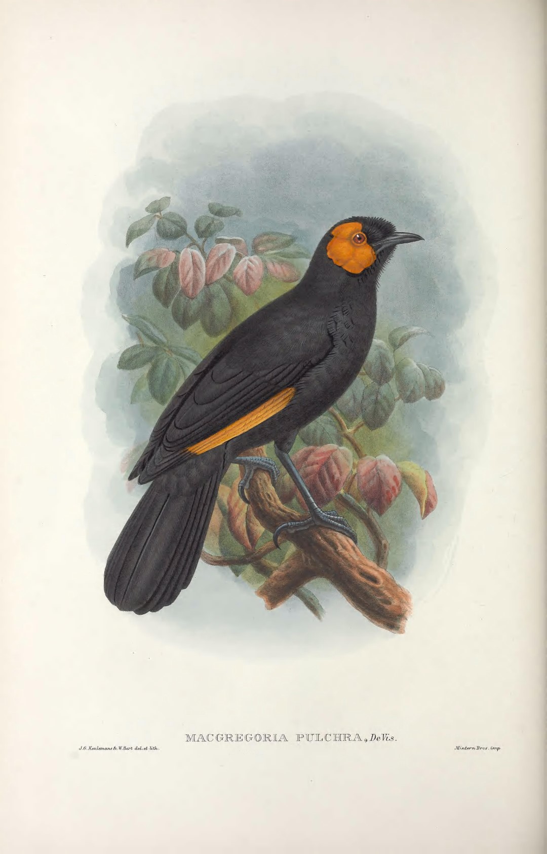 Beautiful Fruit Dove