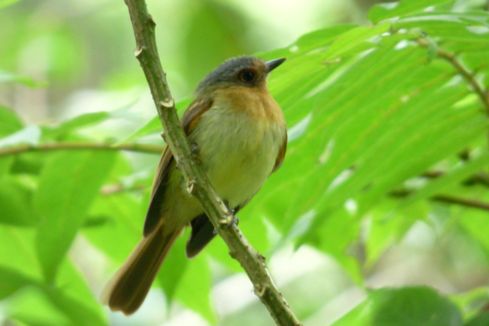 Beautiful Nephelomyias