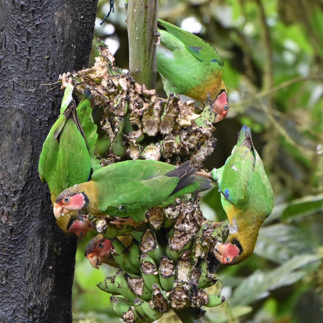 Beautiful Parrotlet