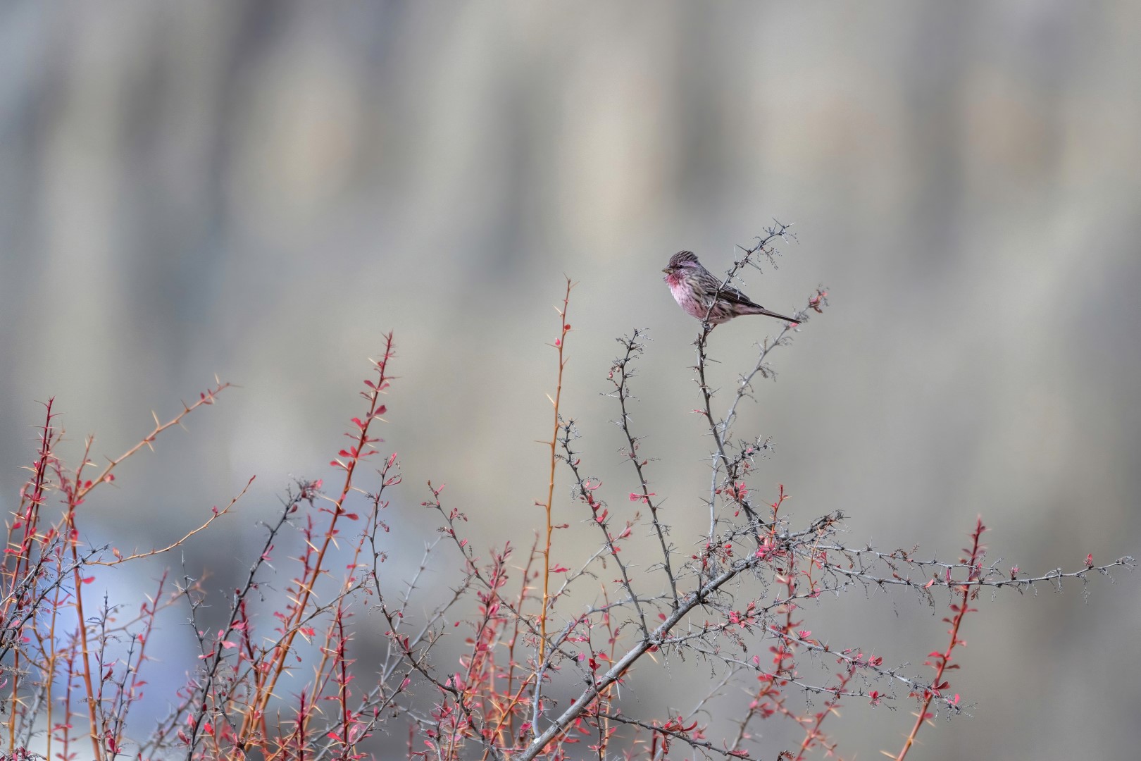 Beautiful Rosefinch