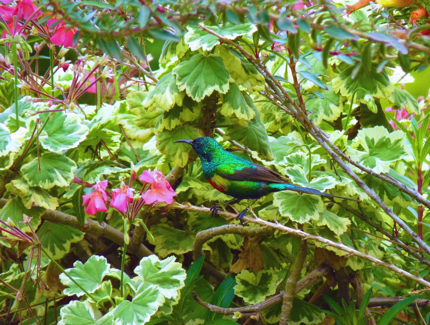 Beautiful Sunbird