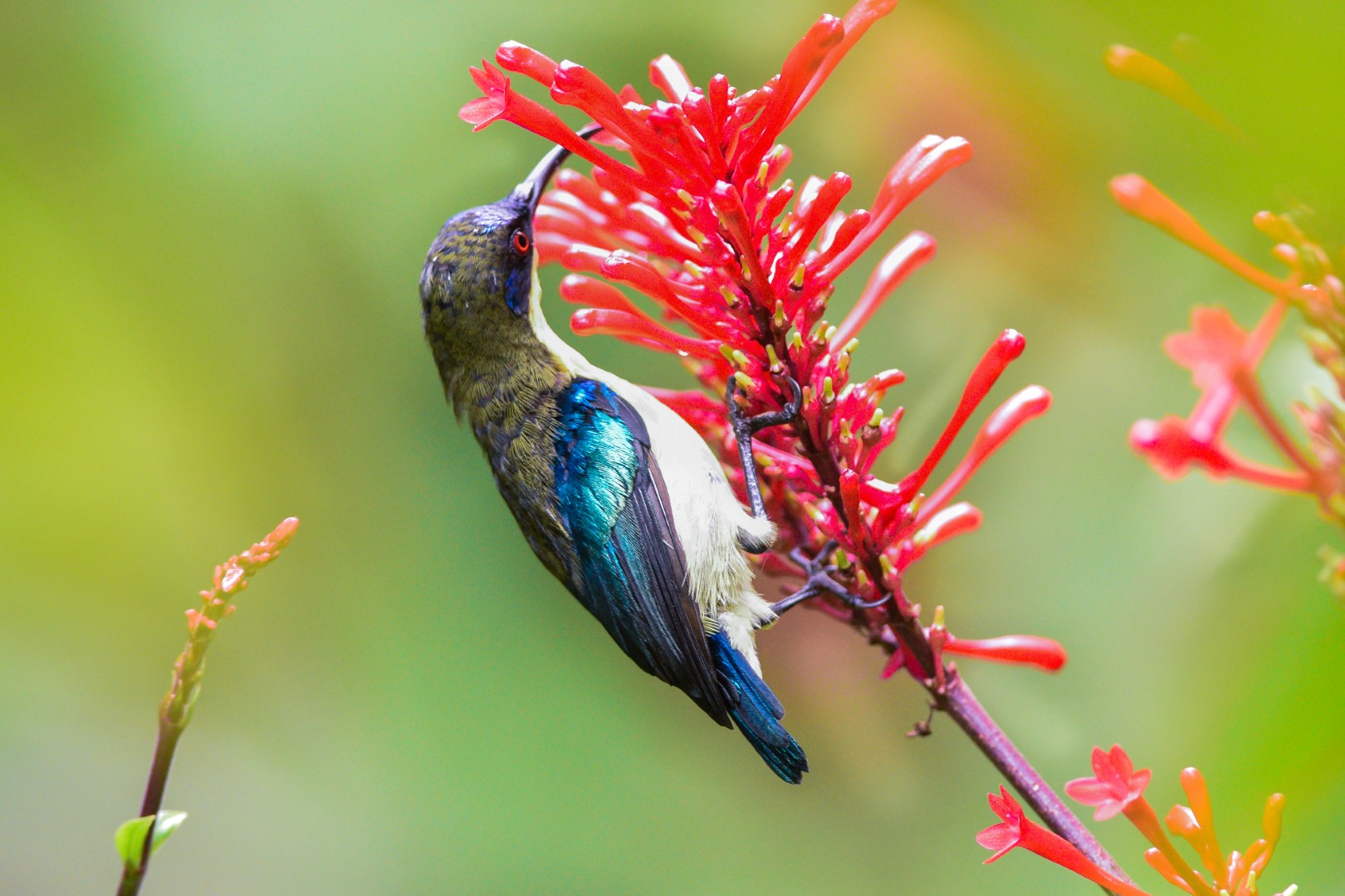 Beautiful Sunbird