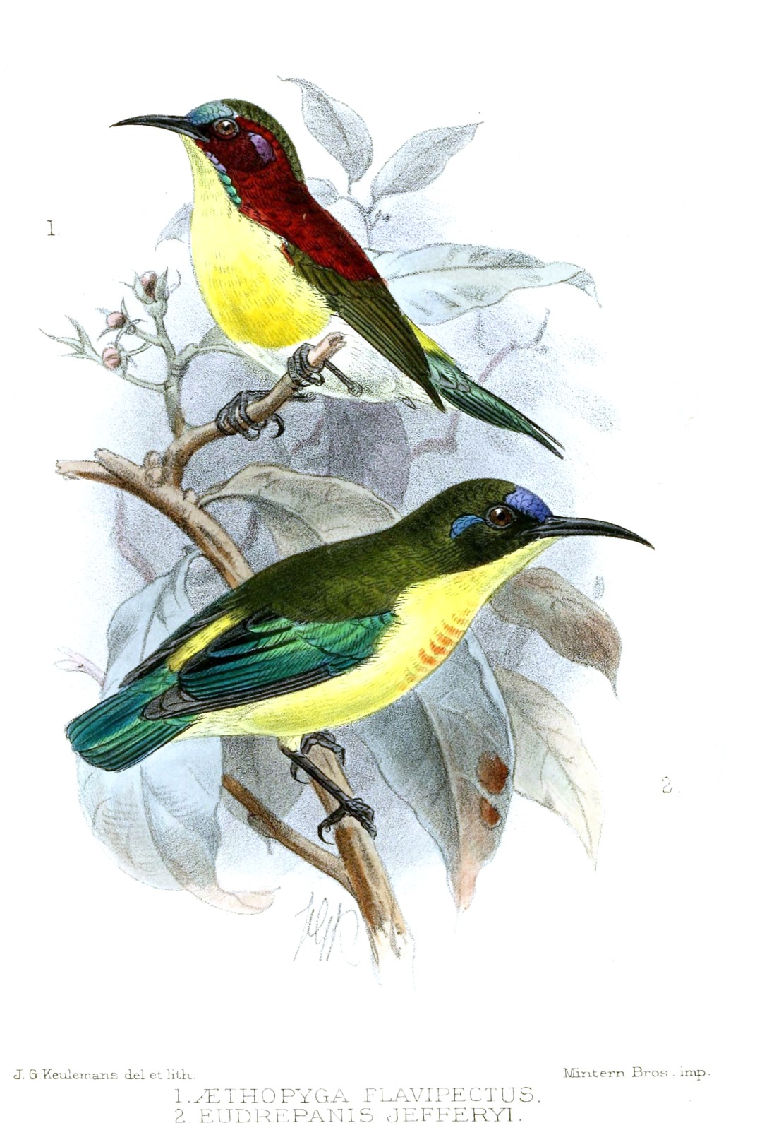 Beautiful Sunbird
