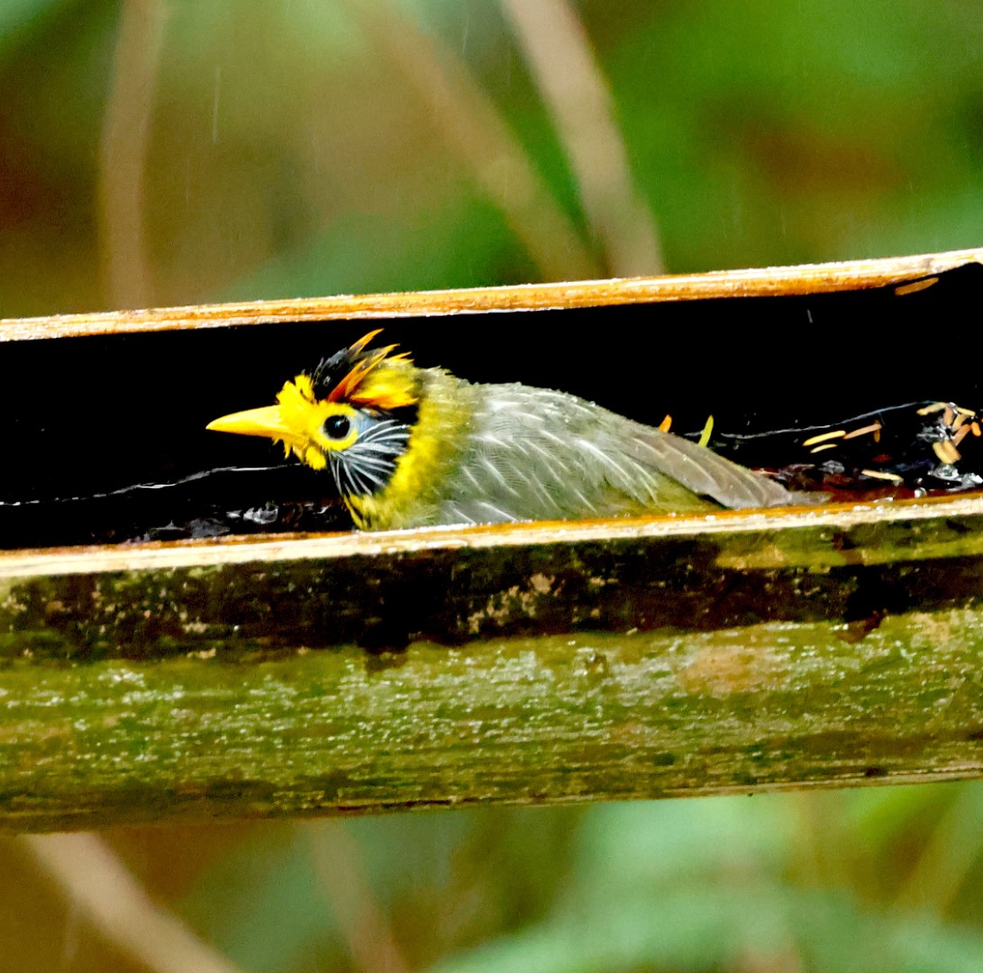 Beautiful Woodpecker