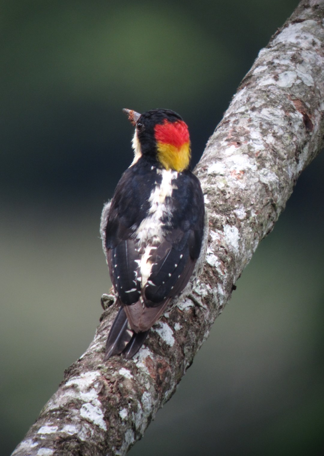 Beautiful Woodpecker