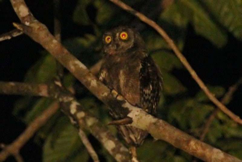 Beccari's Scops Owl