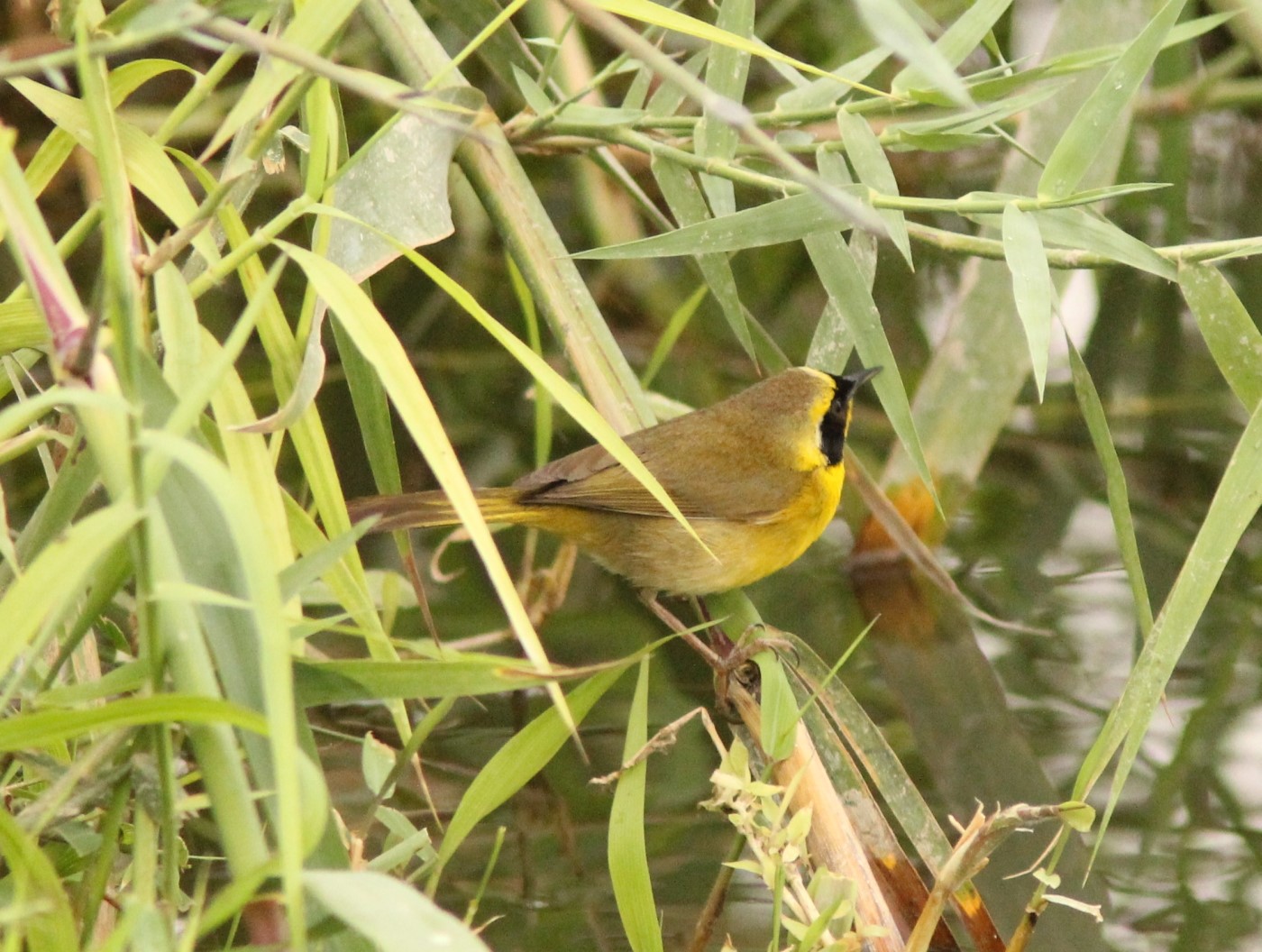 Belding's Yellowthroat