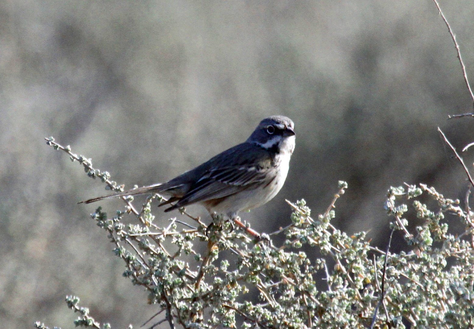 Bell's Sparrow