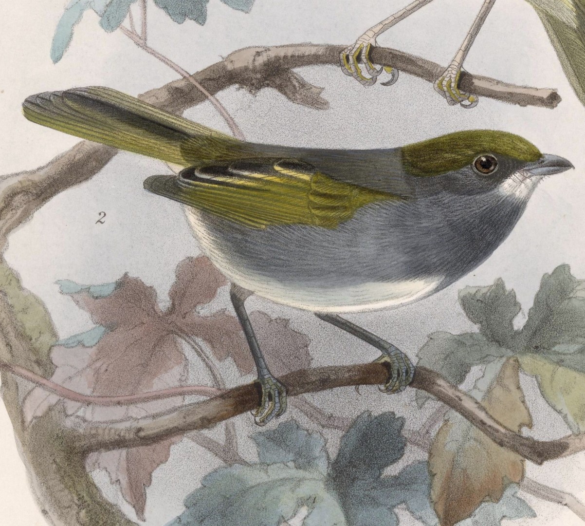 Bell's Vireo
