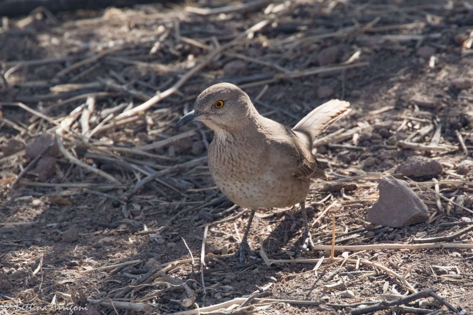 Bendire's Thrasher