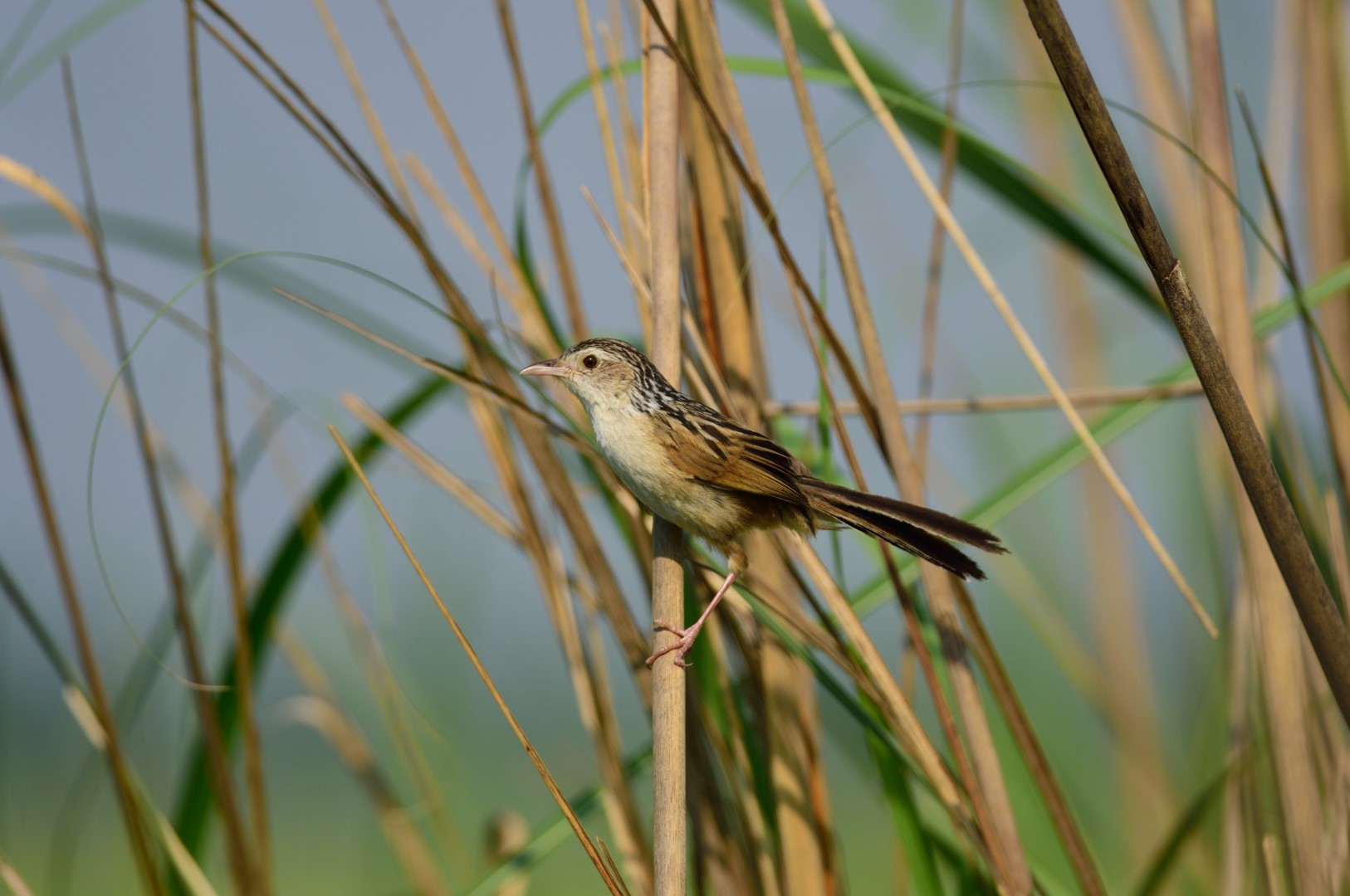 Bengal Bush Lark
