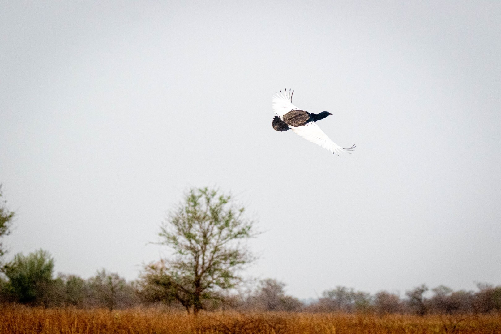 Bengal Florican
