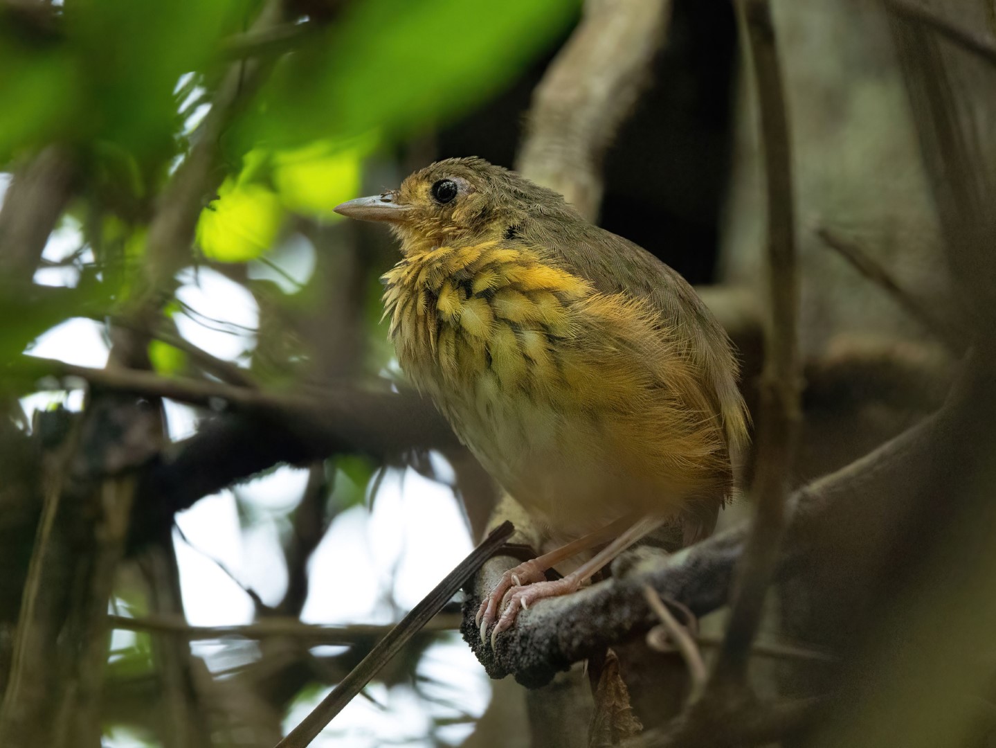 Berlepsch's antpitta