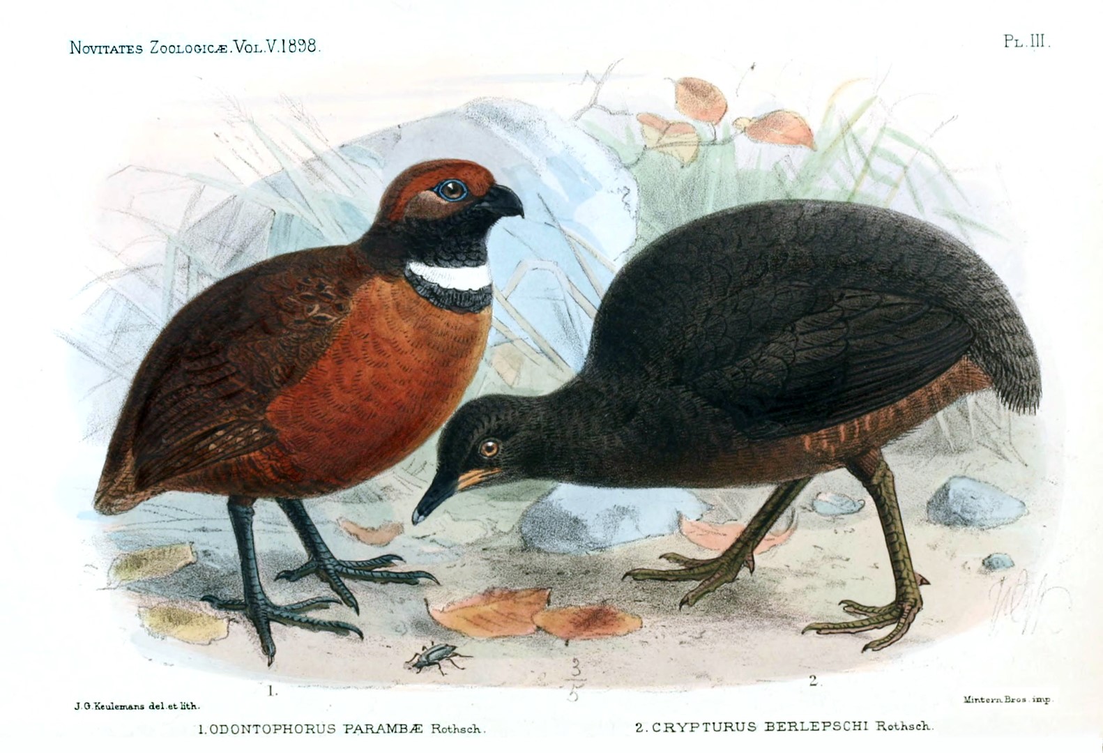 Berlepsch's Tinamou
