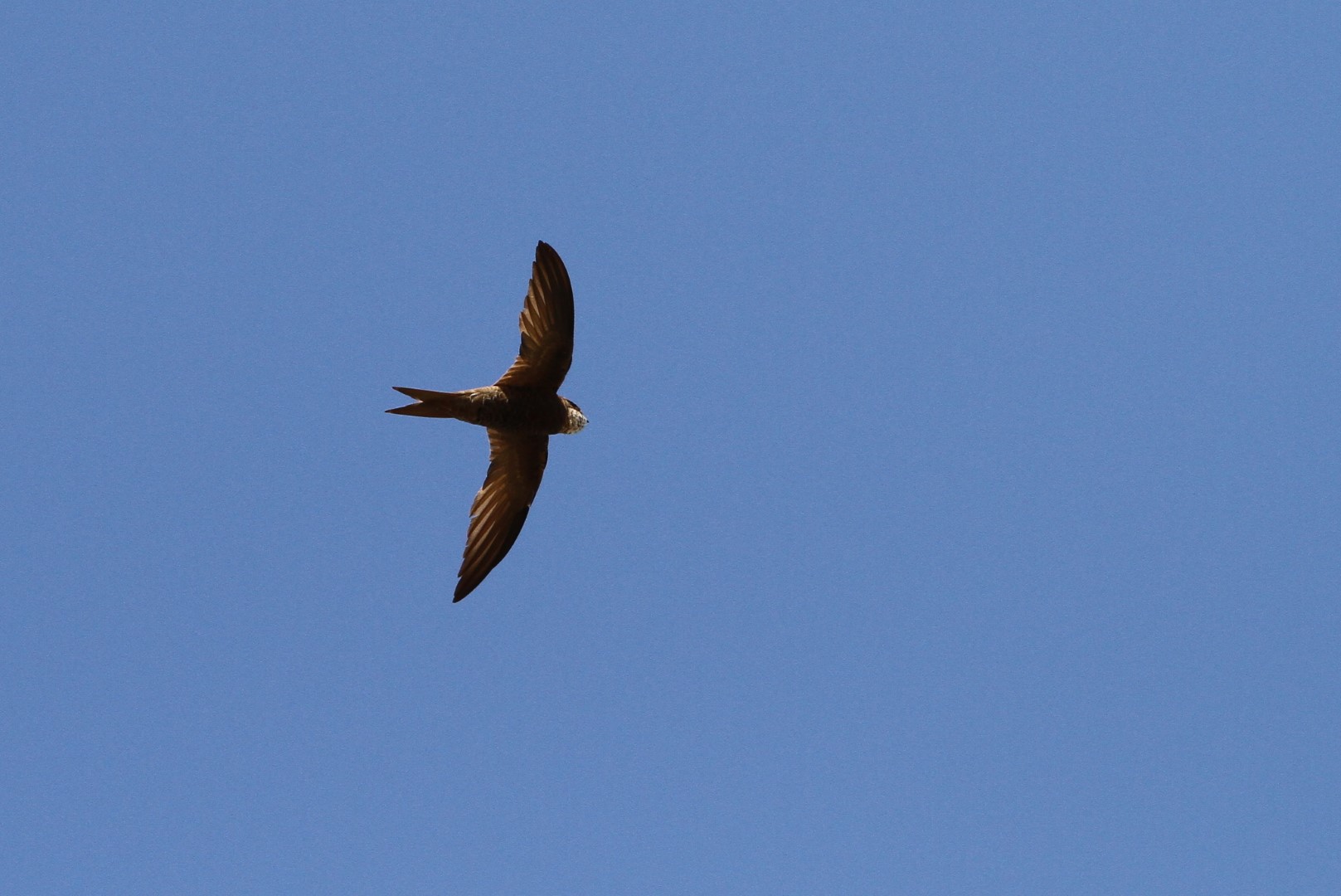 Berlioz's Swift