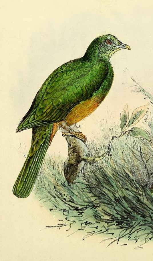Bernstein's Fruit Dove