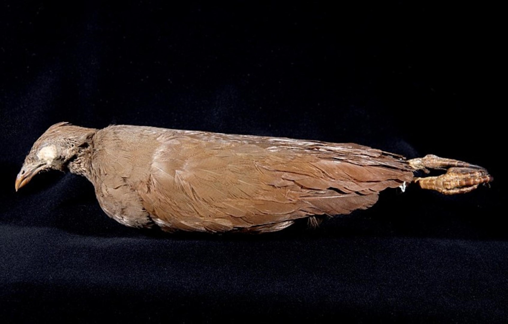 Bernstein's megapode