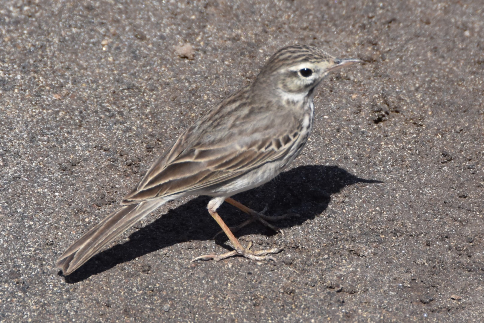 Berthelot's Pipit