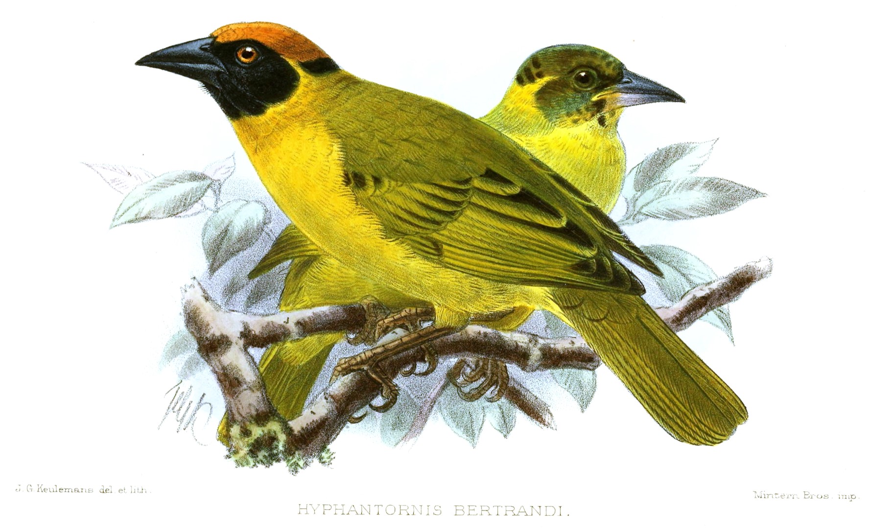 Bertrand's weaver