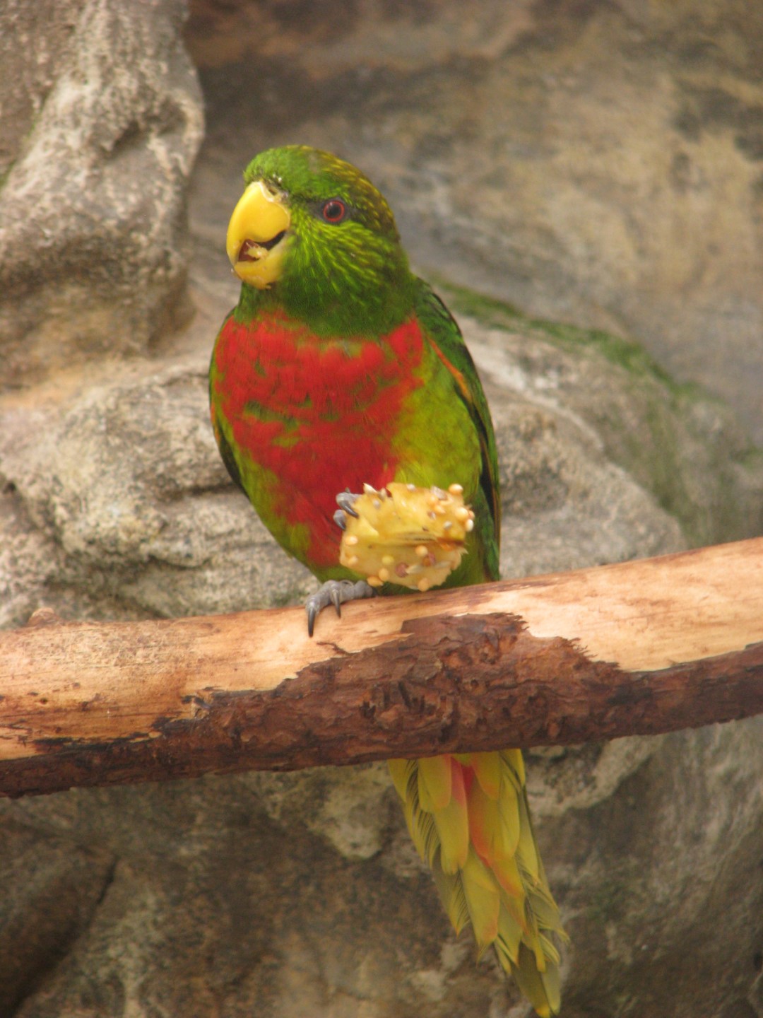Biak Red Lory