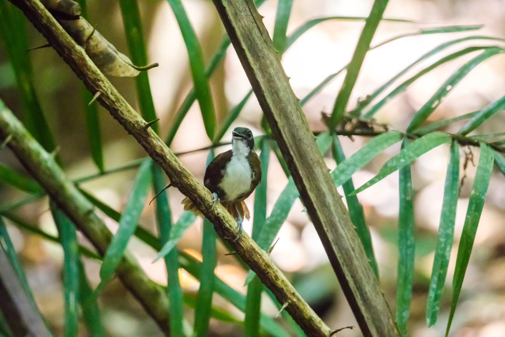 Bicolored Antbird