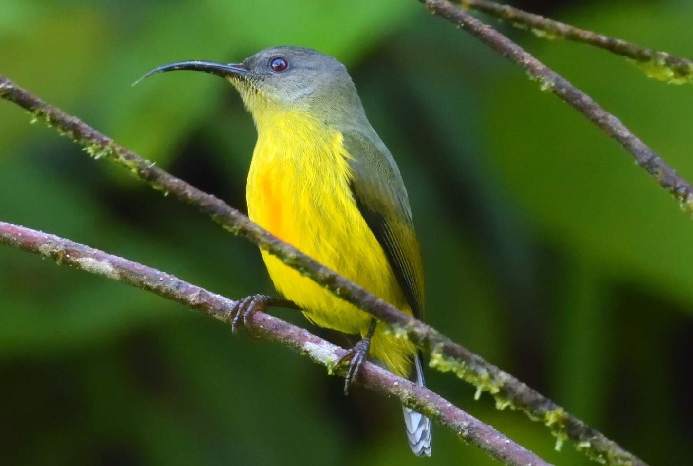 Bicolored Spiderhunter