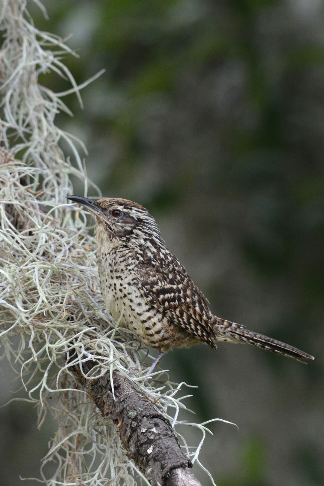Bicolored Wren