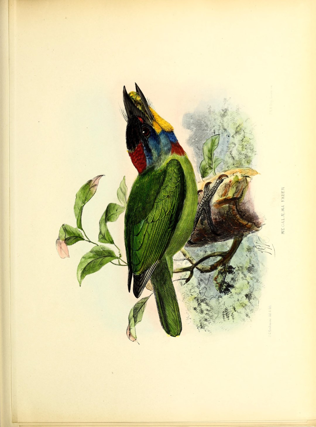 Black-and-crimson Pitta